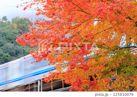 朝霧のなか真っ赤な紅葉を揺らして走る三江線 朝霧のなか真っ赤な紅葉を揺らして走る三江線 125810076