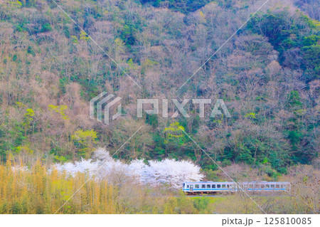 桜をアクセントに樹々が美しい山沿いを走る三江線 125810085