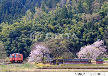 一乗谷の桜の横を駆け抜ける越美北線のオレンジ色の単行気動車 一乗谷の桜の横を駆け抜ける越美北線のオレンジ色の単行気動車 125810105