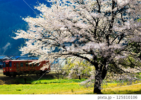 逆光に照らされた西山光照寺跡の満開の桜の後ろを越美北線の気動車が通る 125810106