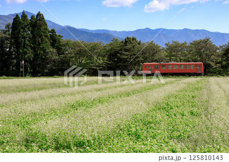 荒島岳を背景に越前富田の蕎麦畑を走る越美北線の単行気動車 荒島岳を背景に越前富田の蕎麦畑を走る越美北線の単行気動車 125810143