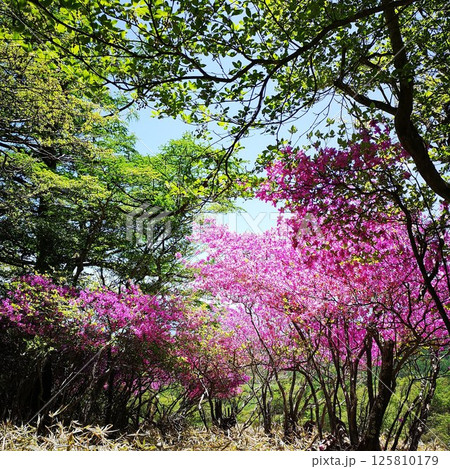 美し森山　登山　初夏 125810179