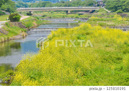京都市　菜の花咲く賀茂川の風景 125810191