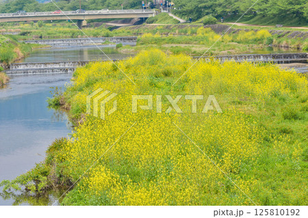 京都市 菜の花咲く賀茂川の風景 京都市 菜の花咲く賀茂川の風景 125810192