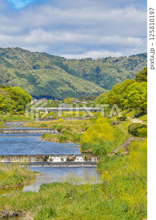 京都市 菜の花咲く賀茂川の風景 京都市 菜の花咲く賀茂川の風景 125810197