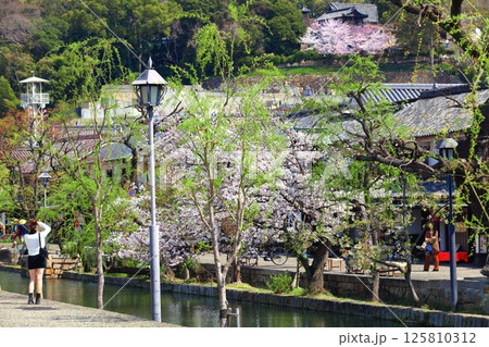 【岡山県】桜が満開の倉敷美観地区 125810312