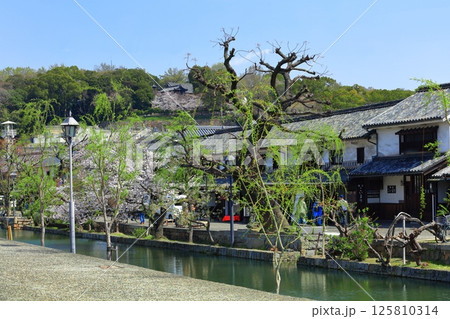 【岡山県】桜が満開の倉敷美観地区 【岡山県】桜が満開の倉敷美観地区 125810314