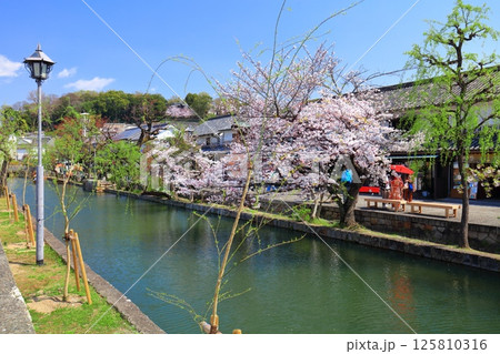 【岡山県】桜が満開の倉敷美観地区 125810316