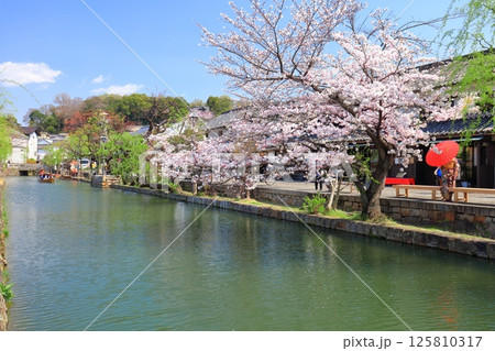 【岡山県】桜が満開の倉敷美観地区 【岡山県】桜が満開の倉敷美観地区 125810317