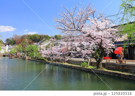【岡山県】桜が満開の倉敷美観地区 【岡山県】桜が満開の倉敷美観地区 125810318