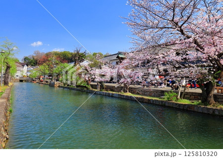 【岡山県】桜が満開の倉敷美観地区 125810320