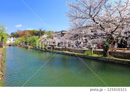 【岡山県】桜が満開の倉敷美観地区 125810321