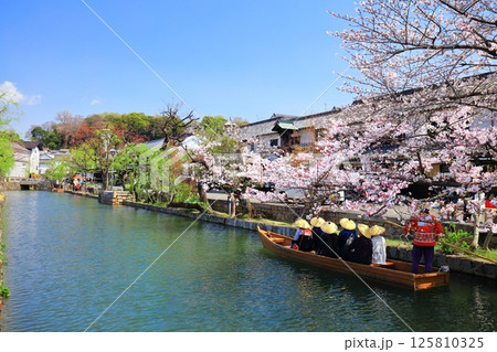 【岡山県】桜が満開の倉敷美観地区（舟流し） 125810325