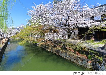 【岡山県】桜が満開の倉敷美観地区（白鳥エリア） 125810337