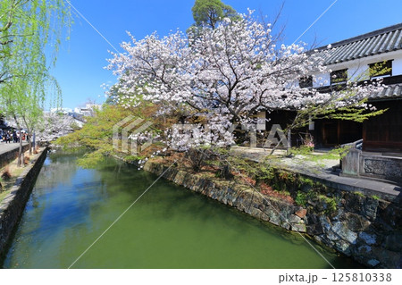 【岡山県】桜が満開の倉敷美観地区（白鳥エリア） 125810338