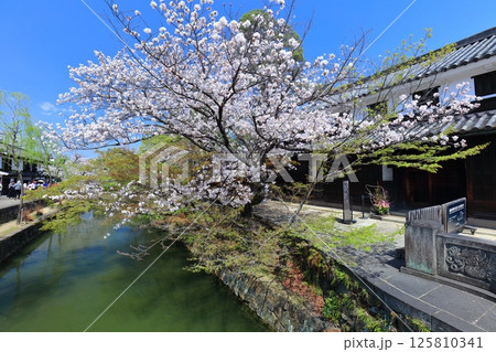 【岡山県】桜が満開の倉敷美観地区（白鳥エリア） 125810341