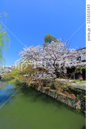 【岡山県】桜が満開の倉敷美観地区（白鳥エリア） 125810343