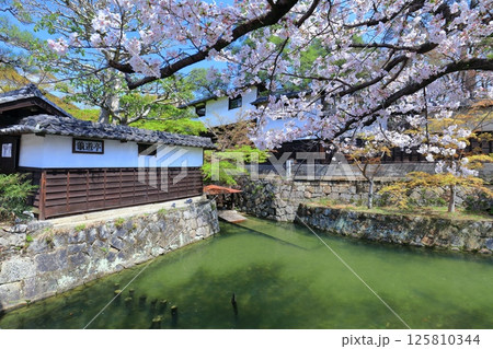 【岡山県】桜が満開の倉敷美観地区（白鳥エリア） 125810344
