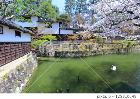 【岡山県】桜が満開の倉敷美観地区（白鳥エリア） 125810349