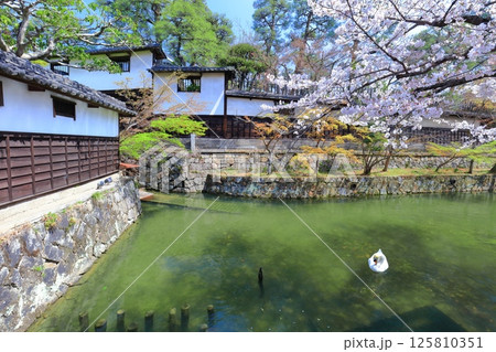 【岡山県】桜が満開の倉敷美観地区（白鳥エリア） 125810351