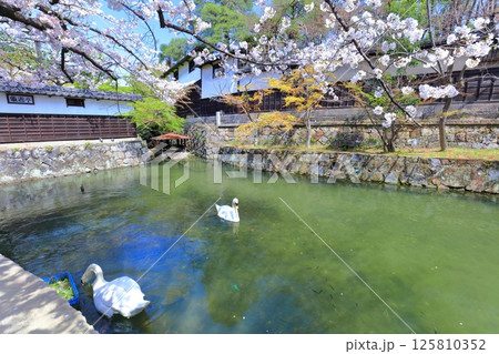 【岡山県】桜が満開の倉敷美観地区（白鳥エリア） 125810352
