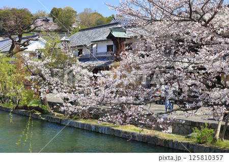 【岡山県】桜が満開の倉敷美観地区 125810357