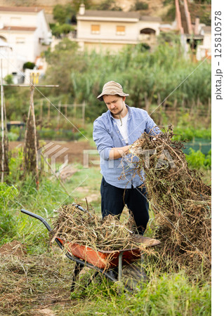 Male gardener places dry tops in wheelbarrow for disposal 125810578