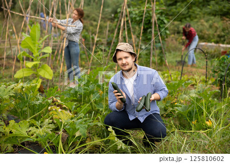 Middle-aged man is working in garden between beds, picking ripe zucchini Middle-aged man is working in garden between beds, picking ripe zucchini 125810602