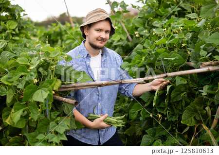 Man is working in garden between beds, picking ripe beans Man is working in garden between beds, picking ripe beans 125810613