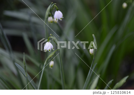 白い花 白い花 125810614