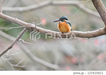 枝にとまるカワセミ 125810821