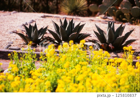 多肉植物 多肉植物 125810837