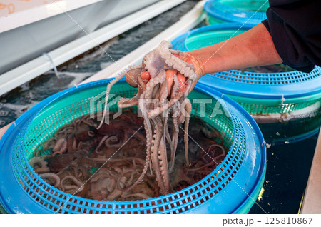 Korean seafood ingredient. Live octopus. 125810867