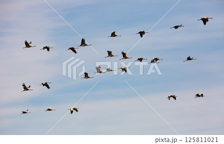 Flock of cranes flying Flock of cranes flying 125811021