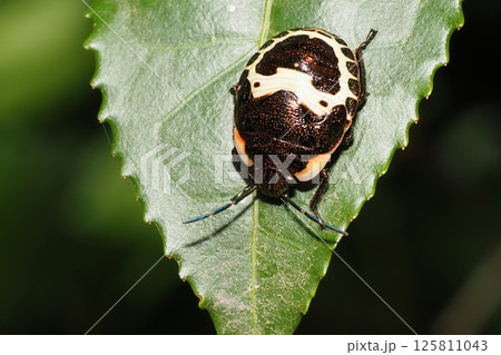 アカスジキンカメムシの幼虫 アカスジキンカメムシの幼虫 125811043