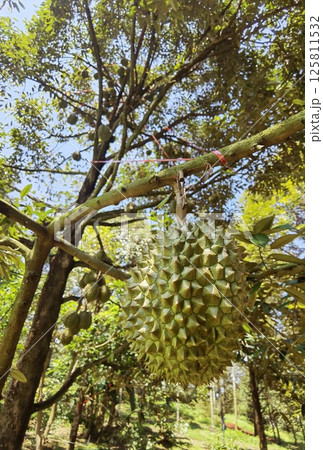 Close up of durians hanging Close up of durians hanging 125811532