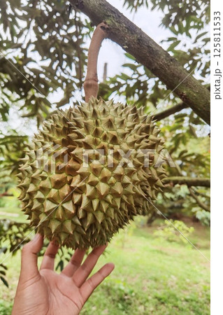 Close up of durians hanging Close up of durians hanging 125811533