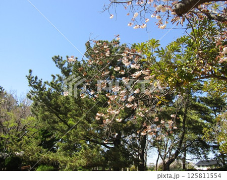 八重の桜は遅咲きのサクラ 八重の桜は遅咲きのサクラ 125811554