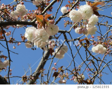 八重の桜は遅咲きのサクラ 125811555