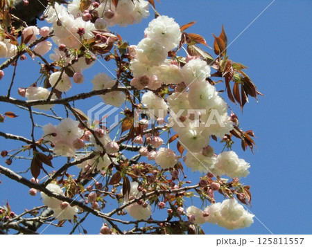 八重の桜は遅咲きのサクラ 125811557