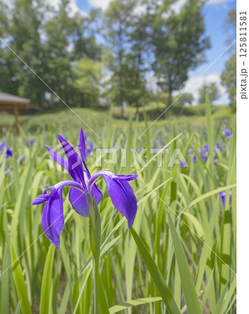 五月の青空とカキツバタ 125811581