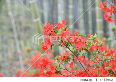 キリシマツツジ 125811608