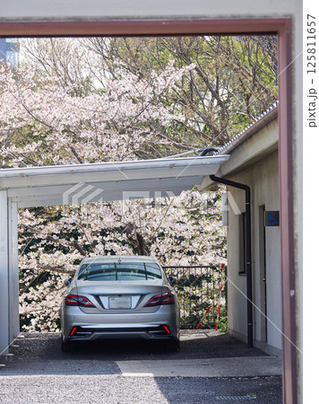 満開の桜の花と家の駐車場の車の風景 満開の桜の花と家の駐車場の車の風景 125811657