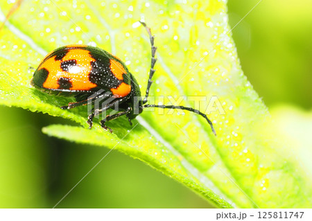 イタドリハムシ 125811747