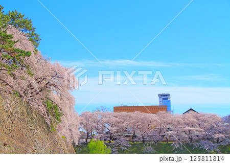 愛知県名古屋市、名古屋城のお堀と桜の風景 愛知県名古屋市、名古屋城のお堀と桜の風景 125811814