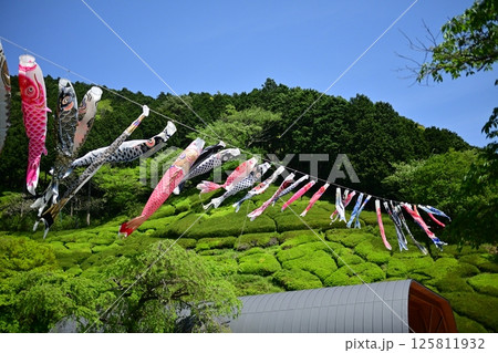 晴天の空に舞うこいのぼり 125811932