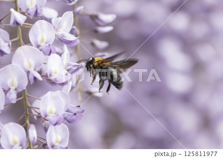 満開の藤の花で集密するクマバチ 満開の藤の花で集密するクマバチ 125811977