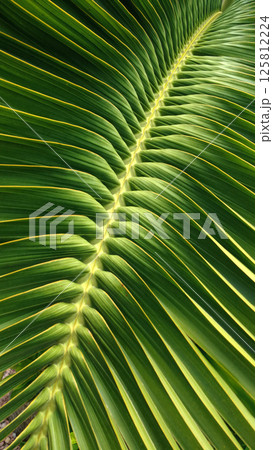 Bright leaf of tropical plant. Sun day 125812224