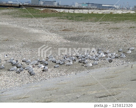 もう直ぐ帰る検見川浜の渡り鳥ユリカモメ もう直ぐ帰る検見川浜の渡り鳥ユリカモメ 125812320
