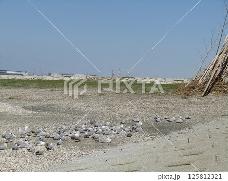 もう直ぐ帰る検見川浜の渡り鳥ユリカモメ もう直ぐ帰る検見川浜の渡り鳥ユリカモメ 125812321